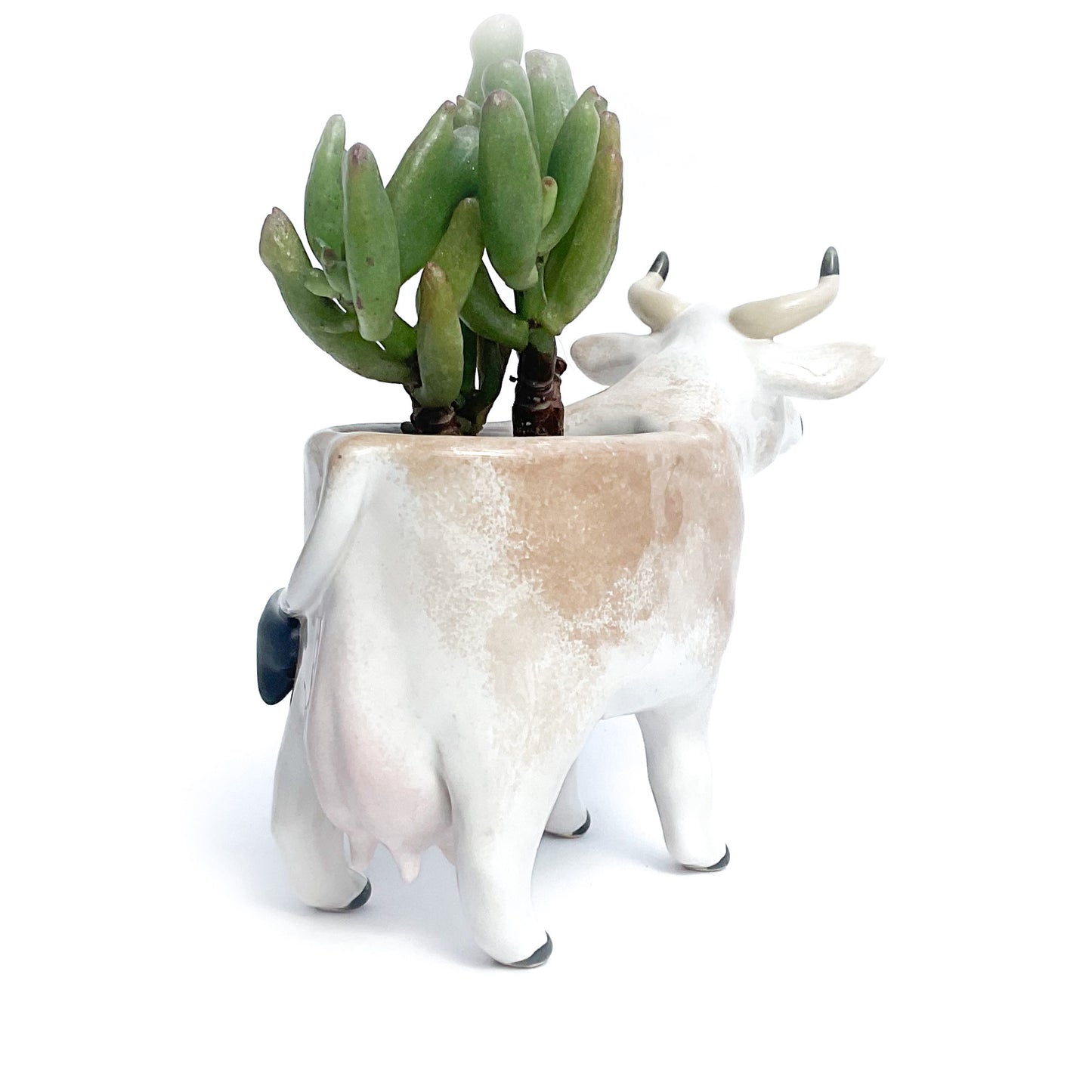 Brown Swiss Cow Pot