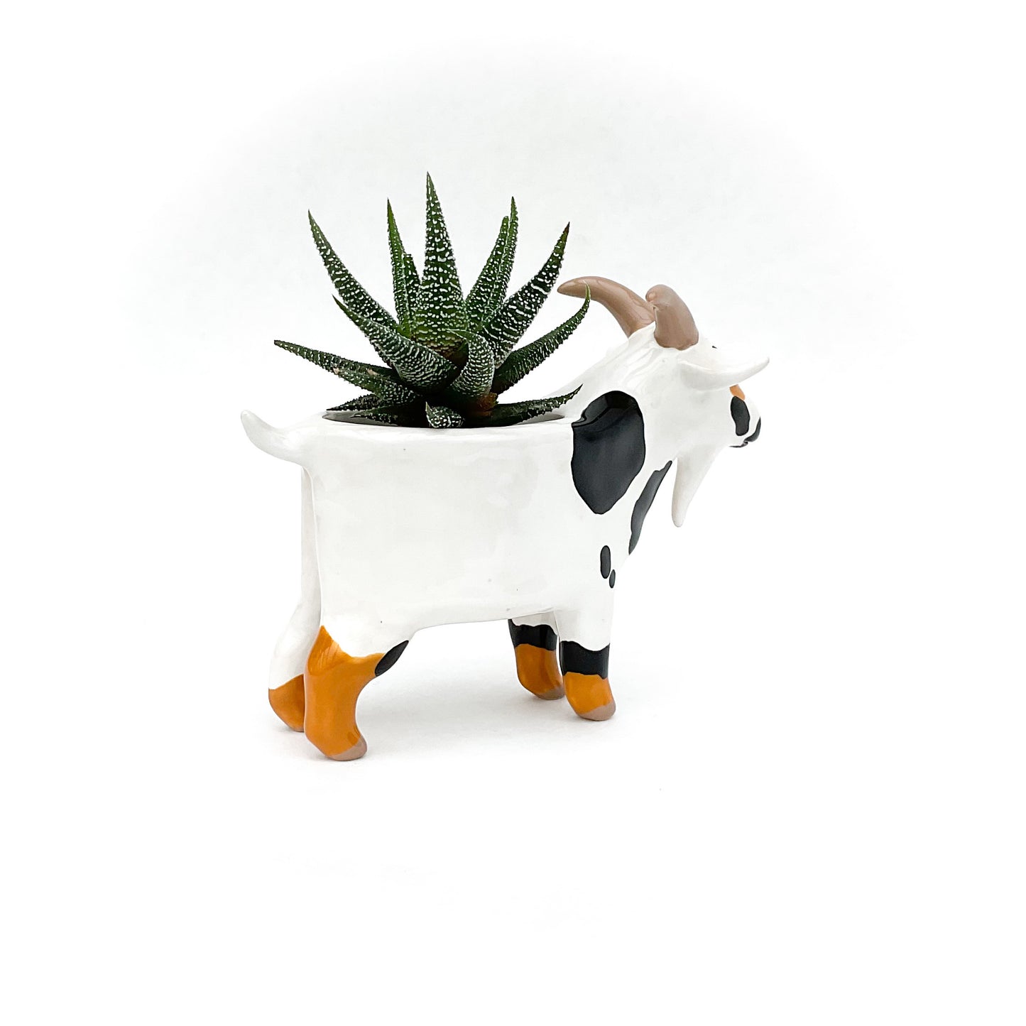 Black and Brown Pygmy Goat Pot