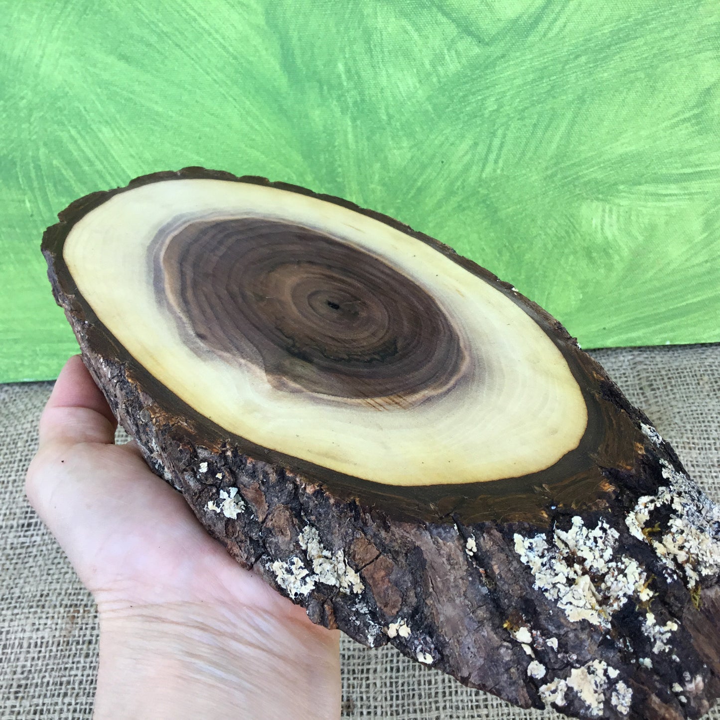 Black Walnut Live Edge Wood Slice - 11"  x 4.5" x 1"
