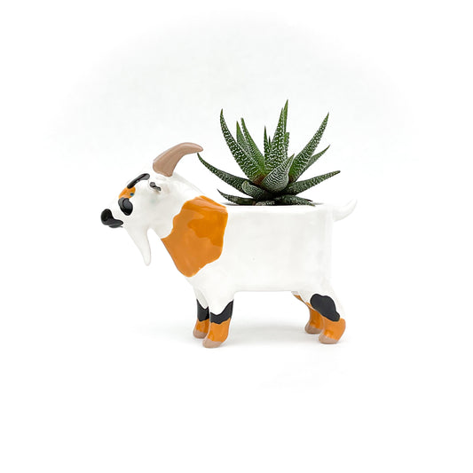 Black and Brown Pygmy Goat Pot
